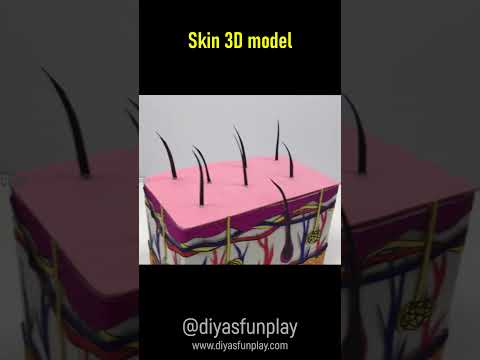 skin 3d model  - #shortvideo - #shorts - diyas funplay