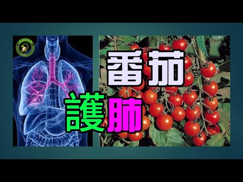 【支持 肺部健康】番茄的肺部 保護作用與支持 肺部的健康功效 | 預防 肺氣腫 | 肺部 保護 |清肺化痰