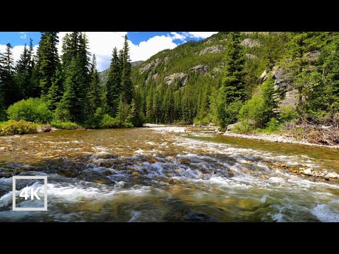 4K Peaceful Mountain River in Evergreen Forest | Absaroka Mountains | River Sounds for Sleeping