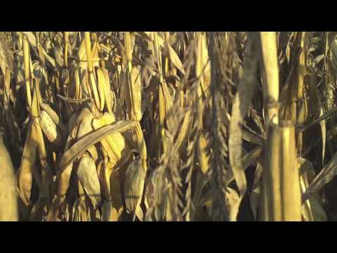 Autumn Corn Field