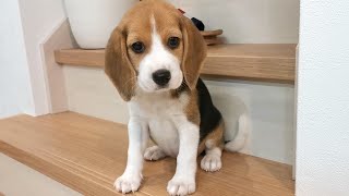 家にやって来た子犬がかわいすぎました【ビーグル犬】