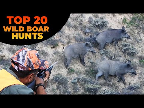 Top 20 Wild Boar Hunting Compilation - En İyi 20 Domuz Avı - Caçada De Javali