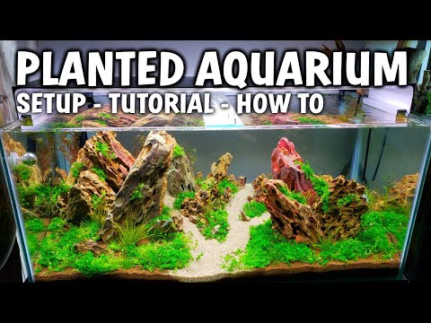 NEW DRAGONSTONE PLANTED AQUARIUM SETUP & TUTORIAL FOR BEGINNERS