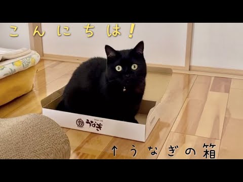 うなぎの箱に入って寛いでいる黒猫