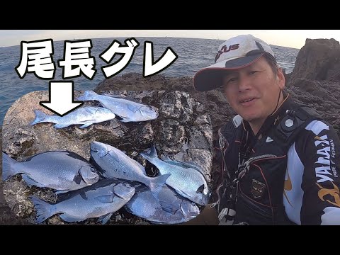 串本で尾長グレが釣れたので惜しげもなく公開します