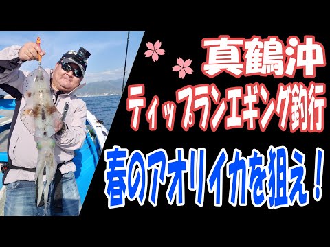 【アオリイカ】真鶴沖 ティップランエギング 三ツ石周辺探索