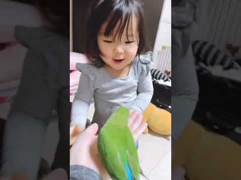 （1歳10ヶ月）インコと触れ合った結果＃shorts