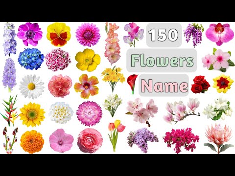 Flowers Name ll 150 Flowers Name in English With Pictures ll All Flowers Name in English