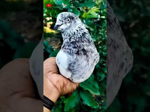 Rampuri Madi pigeon #kabootar#madrasipigeoninkolkata #viralshorts#antique #viralvideo #madrasipigeon