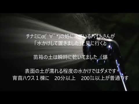 【育苗　水撒き】　田植えをするまでガンバ