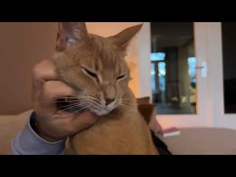 Charming boi leans into those pets like there's no tomorrow