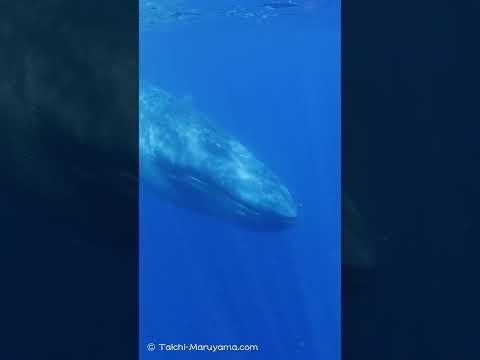 🐋長年の夢だった捕食しているシロナガスクジラに遭遇！🦐