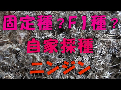 【自家採種】固定種?F1種?自家採種ニンジン【4K】