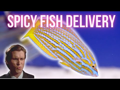 Spicy Fish Delivery - Deer Park Aquarium