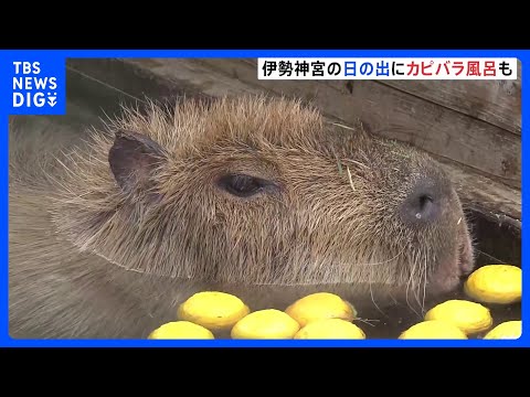 きょう21日は冬至　三重県の伊勢神宮・内宮では御来光に多くの参拝客　愛知の動物園ではカピバラ風呂｜TBS NEWS DIG