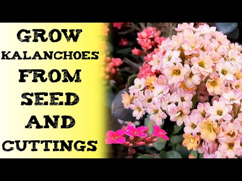 how to grow kalanchoes from seed & cuttings 如何扦插长寿花 पत्तियों से कलंचो कैसे उगाए_जाता है каланхоэ