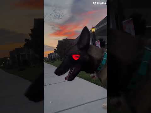 #love meter charging #malinois #doglover #sunset