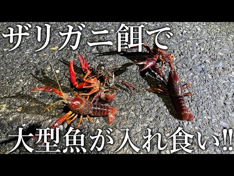 ザリガニで大型魚が入れ食い！日本一大物が釣れる水域に外来生物を投入するとありえない漁獲高に…