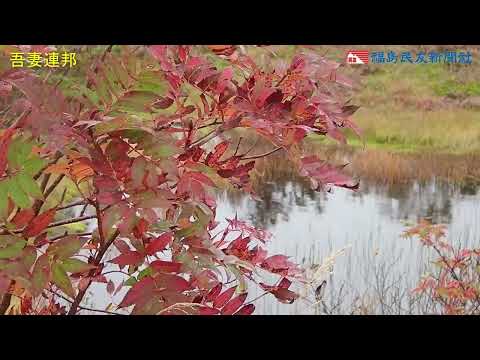 浄土平彩る紅葉　磐梯吾妻スカイライン、平年並みの色づき