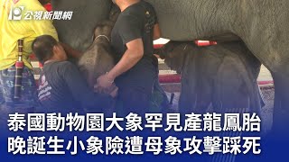 泰國動物園大象罕見產龍鳳胎 晚誕生小象險遭母象攻擊踩死｜20240612 公視新聞全球話