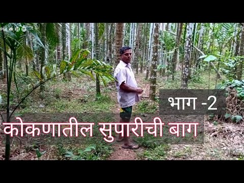 कोकणातील नारळ सुपारीची बाग | kokanatil naral suparichi baug | kokan darshan | raj sarang vlogs