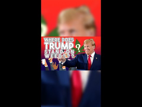 Where do the Candidates Stand on Cannabis? - Trump