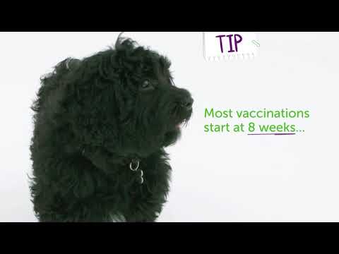 When does my Puppy have its first vaccination?