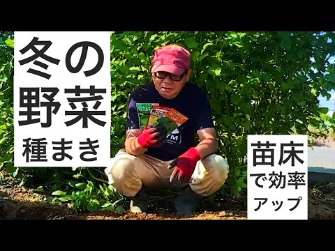 白菜・ブロッコリー・キャベツの種まき｜苗床にまいてから本床に定植するので畑の面積を最大活用できる