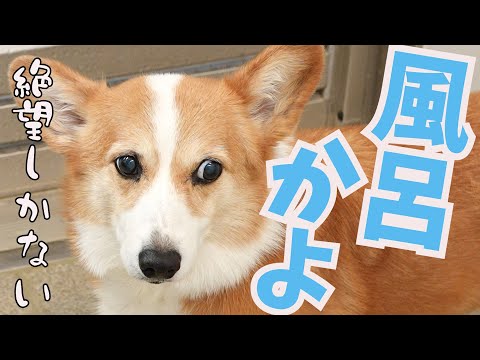 今からお風呂だと分かってテンションだだ下がりの愛犬がかわいい