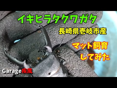 イキヒラタクワガタ羽化　マット飼育してみた　#クワガタ