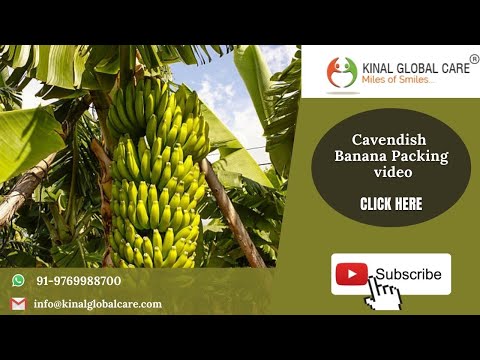 Cavendish Banana Packing