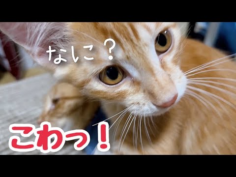 あご乗せでくつろぐ母猫と母のお世話に余念がない子猫に叱られた