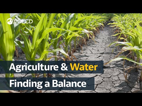 Agriculture and water. What's the issue, and what can policymakers do?