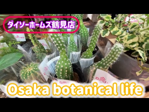 🍃Osaka botanical life🍃ダイソーホームズ鶴見店に行ってきました💗