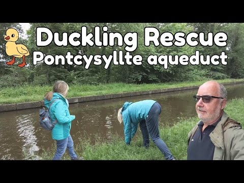 Duckling Rescue at PONTCYSYLITE AQUADUCT, North Wales