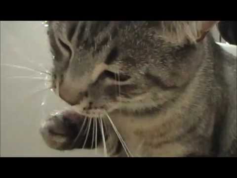 Cat drinking and taking a bath