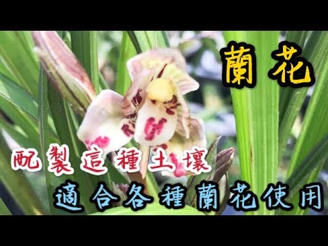 【天天小花農】蘭花 學會配製這種土壤，適合各種蘭花使用