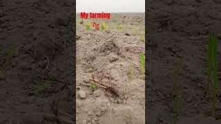 ,my farming gehu ke kheti me