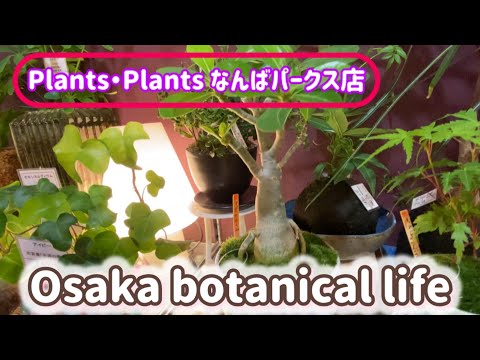 🍃Osaka botanical life🍃Plants Plantsなんばパークス店に行ってきました💗