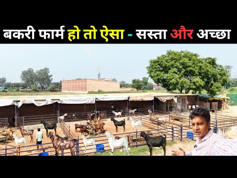 इस बकरी फार्म की कमाई है लाखो में II Goat farm II Bakri Palan