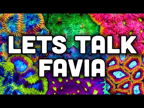 FAVIA Your New Favorite Coral! Tips, Tricks, and TSA Favorites!