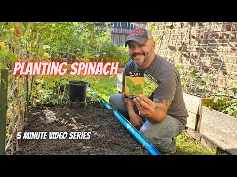 Tuesday Growing Tip: How to Plant Spinach || #DHBG