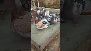 Pigeon bath, pleasing to the eyes 😍 #birds #pigeon #pigeonfan #pigeonloves #kabootar #pigeonlove