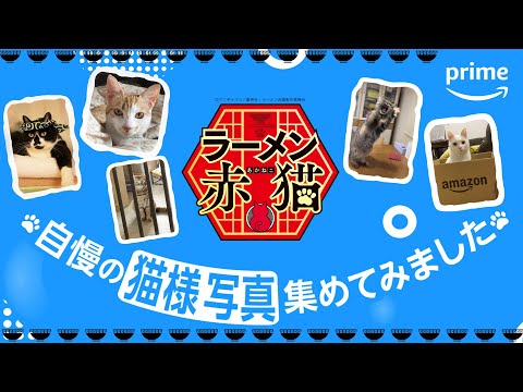 TVアニメ『ラーメン赤猫』自慢の猫様写真集めてみました🐈｜プライムビデオ