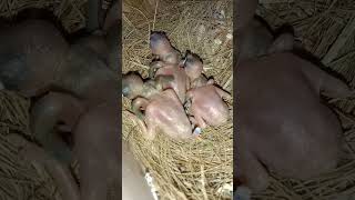 7 days old #birds #pispis  #javasparrow