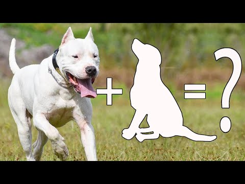 Which breeds are the best to mate a Dogo Argentino with? | Dogo Argentino Mixes cross dogs