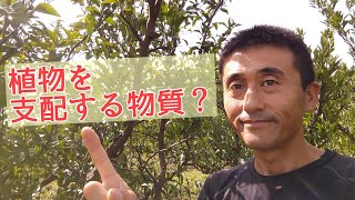 【果樹栽培】「植物ホルモン」って何ですか？