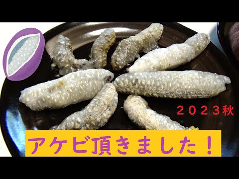 甘い！あけび頂きました～　２０２３秋の味覚　No,１０９７