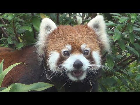 東山動植物園シリーズ　シセンレッサーパンダ～人気者がやってきた～