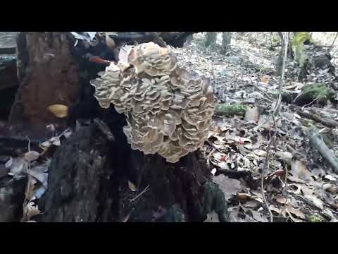 Dry Creek Hunting Dogs Squirrel and mushroom hunting   10 26 2021